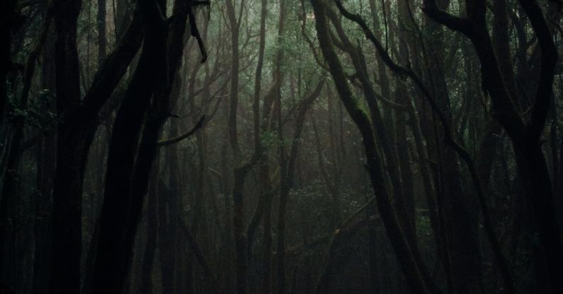 Forests - Trees on a Dark Forest