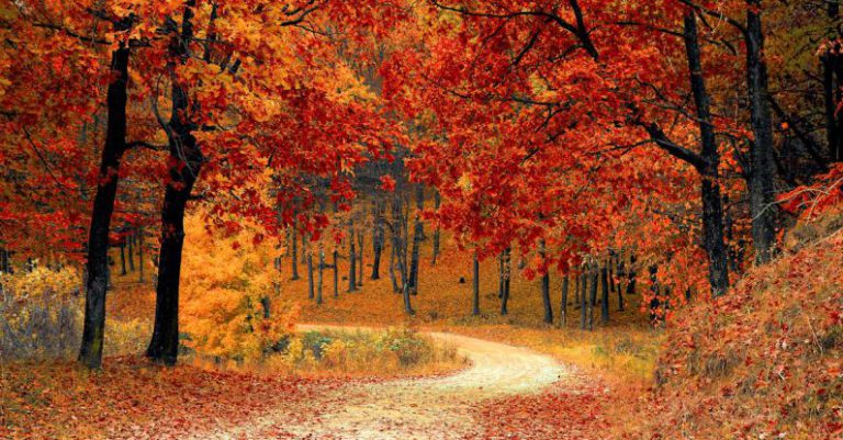 Forests - Red Leaf Trees Near the Road