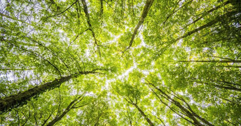 Forests - Worms Eyeview of Green Trees