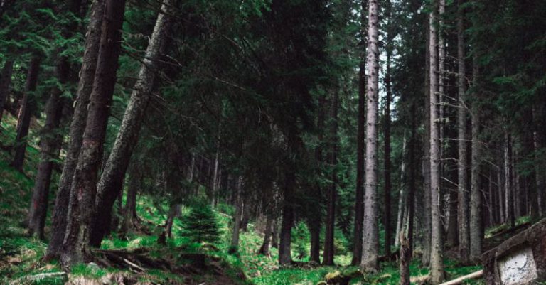 Forests - Creek in a Forest