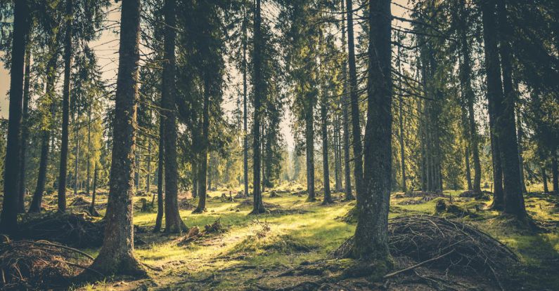 Forests - Green Grass on Forest