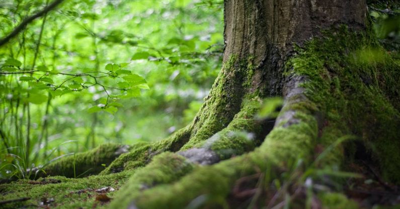 Forests - Green Tree Near Green Plants