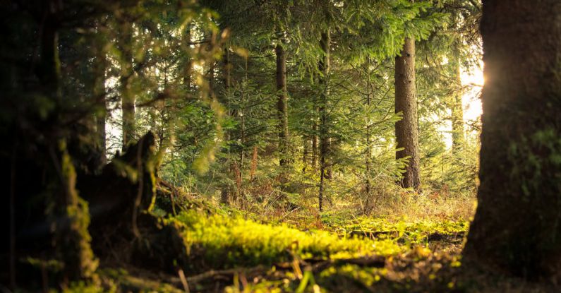 Forests - Green Leafed Tree