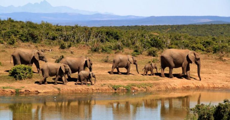 National Park - 7 Elephants Walking Beside Body of Water during Daytime