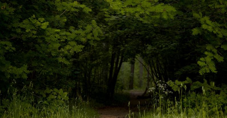 Wilderness Safety - A path through the woods with tall grass