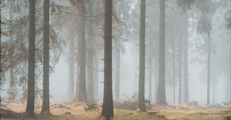 Wilderness Safety - A forest with trees and fog in the background