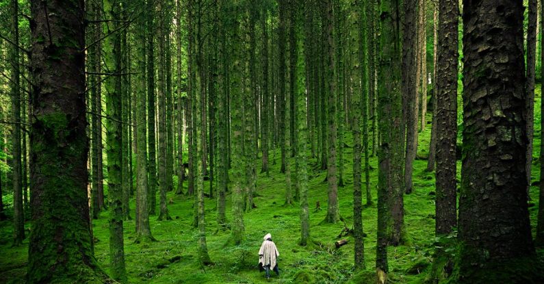 Nature - Person Walking Between Green Forest Trees