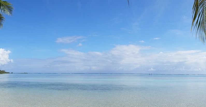 Nature - Coconut Trees Near Ocean and Dock