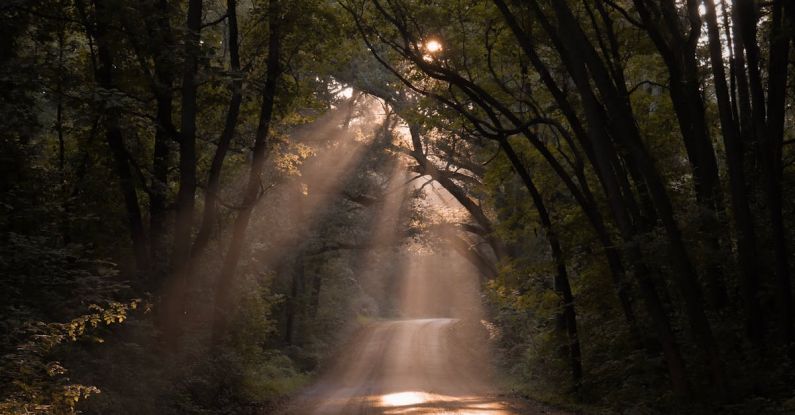 Trail Hike - Unpaved Road With Sunlight Through The Trees