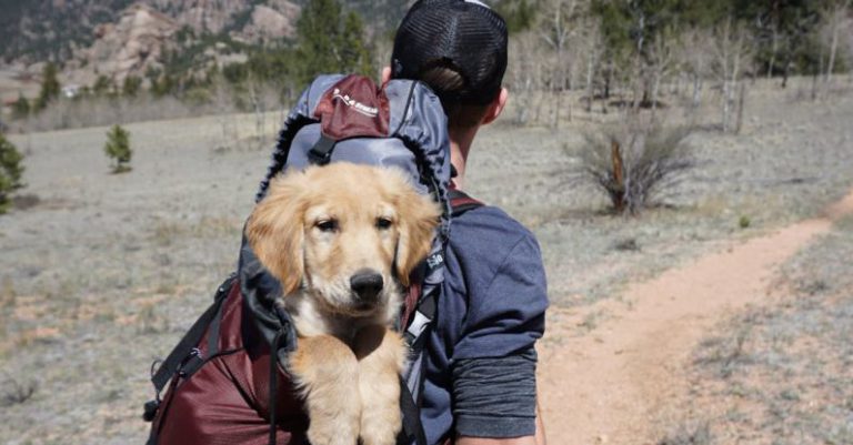 Trail Hike - Man With Blue and Maroon Camping Bag