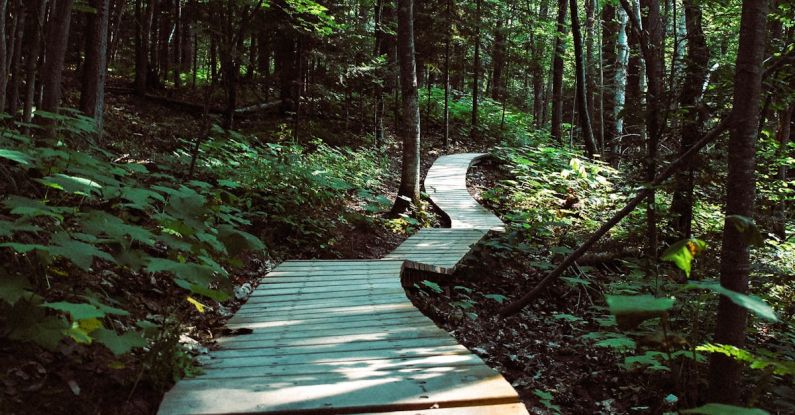 Trail Hike - Slatted Wood Pathway Between Trees